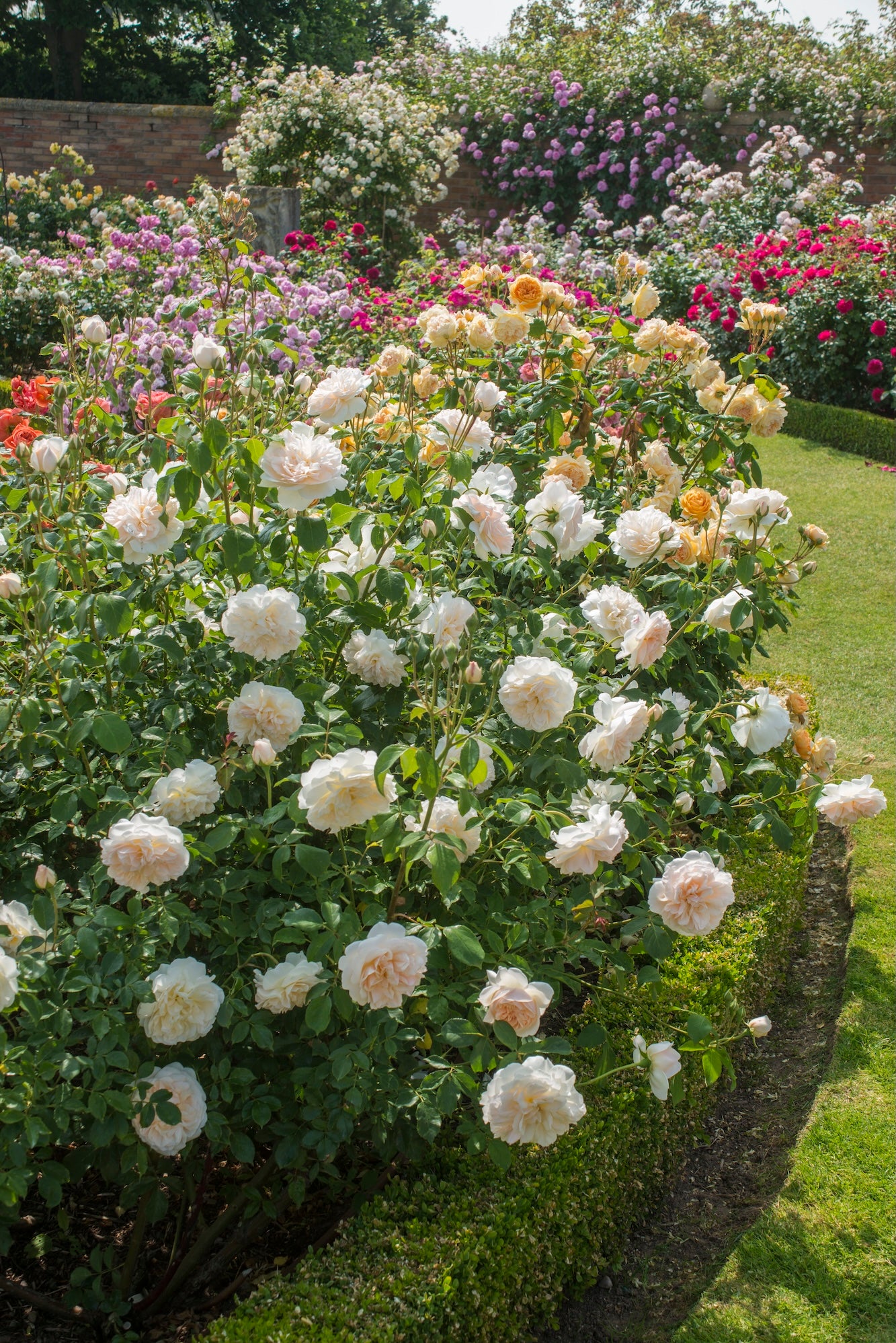 David Austin Bush Rose Litchfield Angel - 20cm Pot