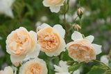 David Austin Bush Rose Litchfield Angel - 20cm Pot