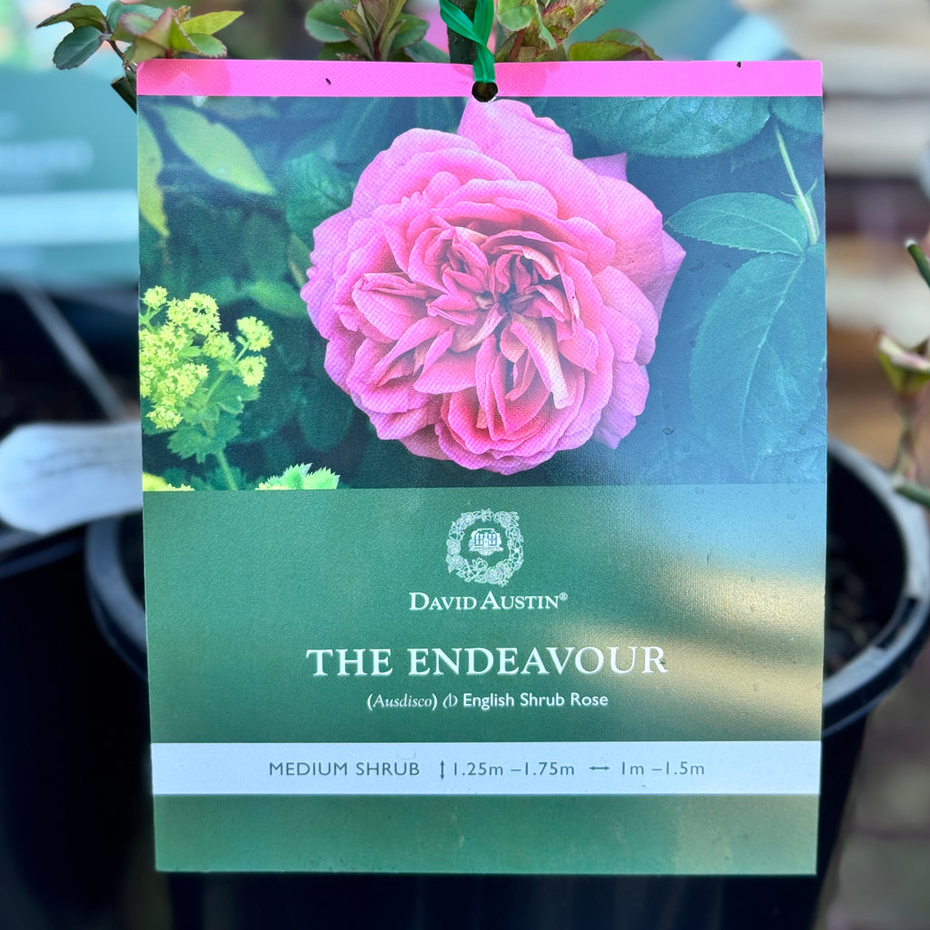 David Austin Bush Rose The Endeavour - 20cm Pot