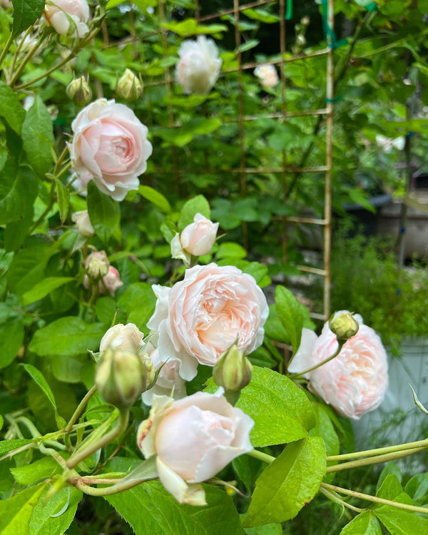David Austin Bush Rose Windemere - 20cm Pot