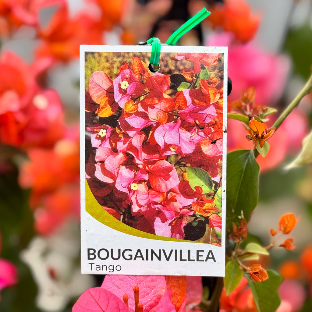 Bougainvillea Tango - 20cm Pot