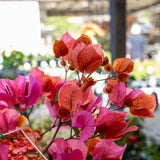 Bougainvillea Tango - 20cm Pot