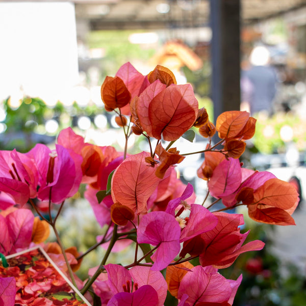 Bougainvillea Tango - 20cm Pot