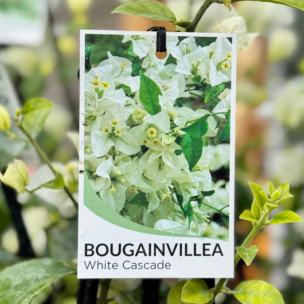 Bougainvillea White Cascade - 20cm Pot