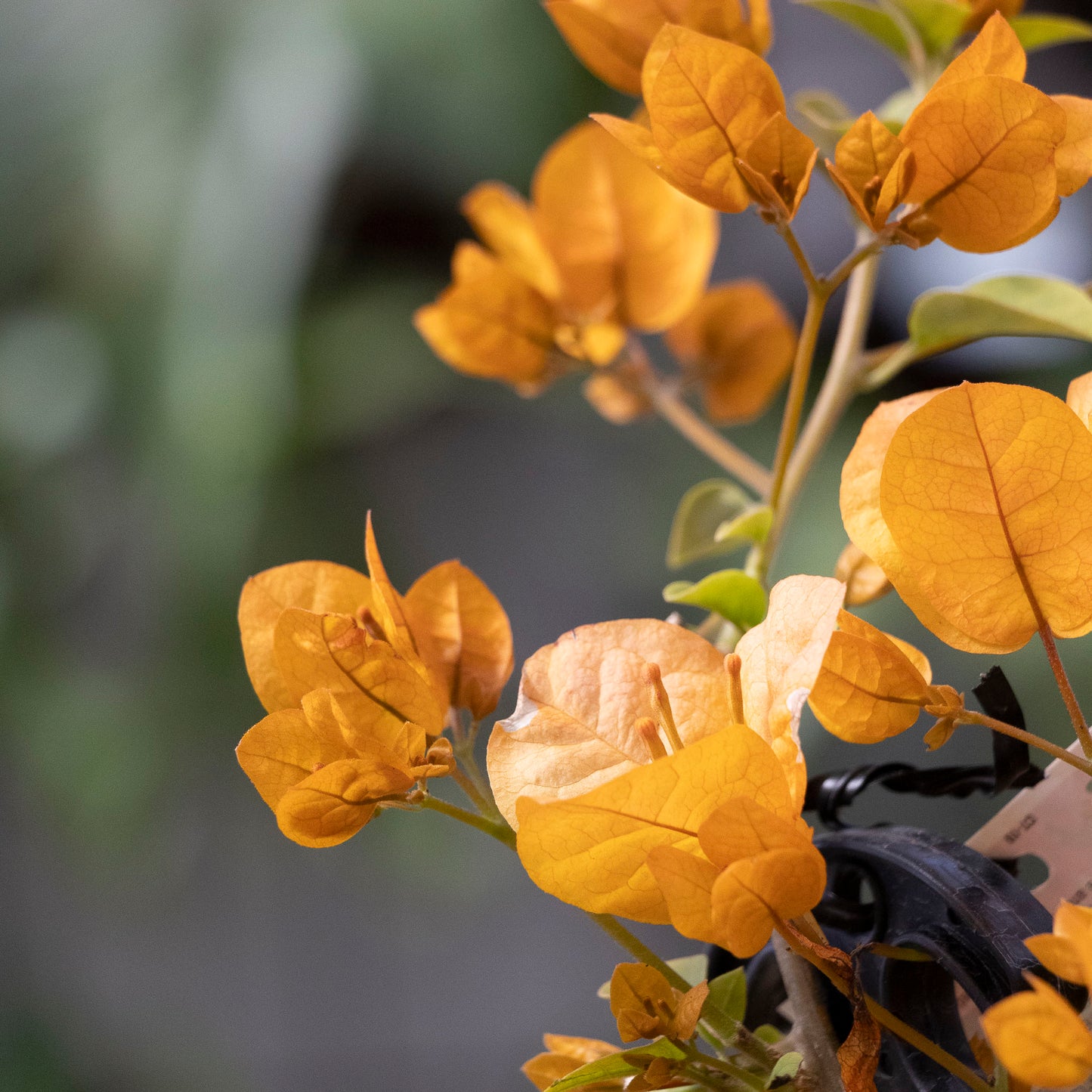 Bougainvillea Inca Gold - 20cm Pot