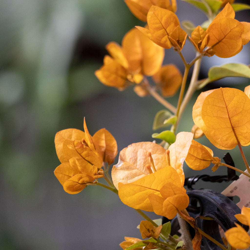 Bougainvillea Inca Gold - 20cm Pot