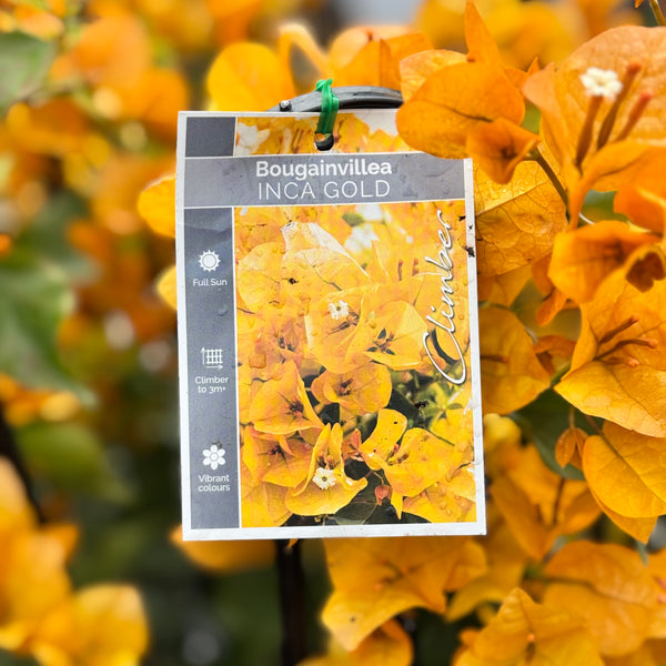 Bougainvillea Inca Gold - 20cm Pot