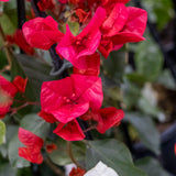 Bougainvillea Scarlet Glory - 20cm Pot