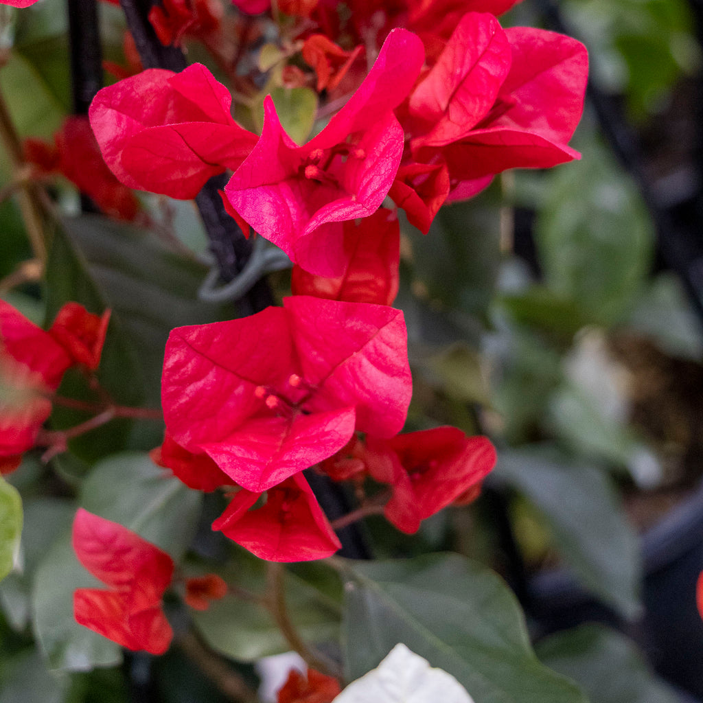 Bougainvillea Scarlet Glory - 20cm Pot