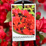 Bougainvillea Scarlet Glory - 20cm Pot