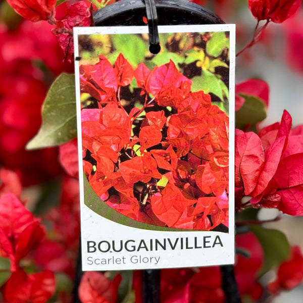 Bougainvillea Scarlet Glory - 20cm Pot