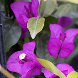 Bougainvillea Purple Cascade - 20cm Pot