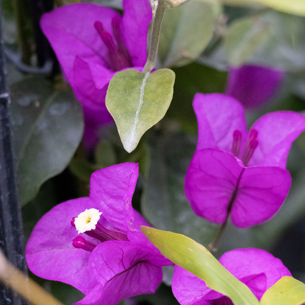 Bougainvillea Purple Cascade - 20cm Pot