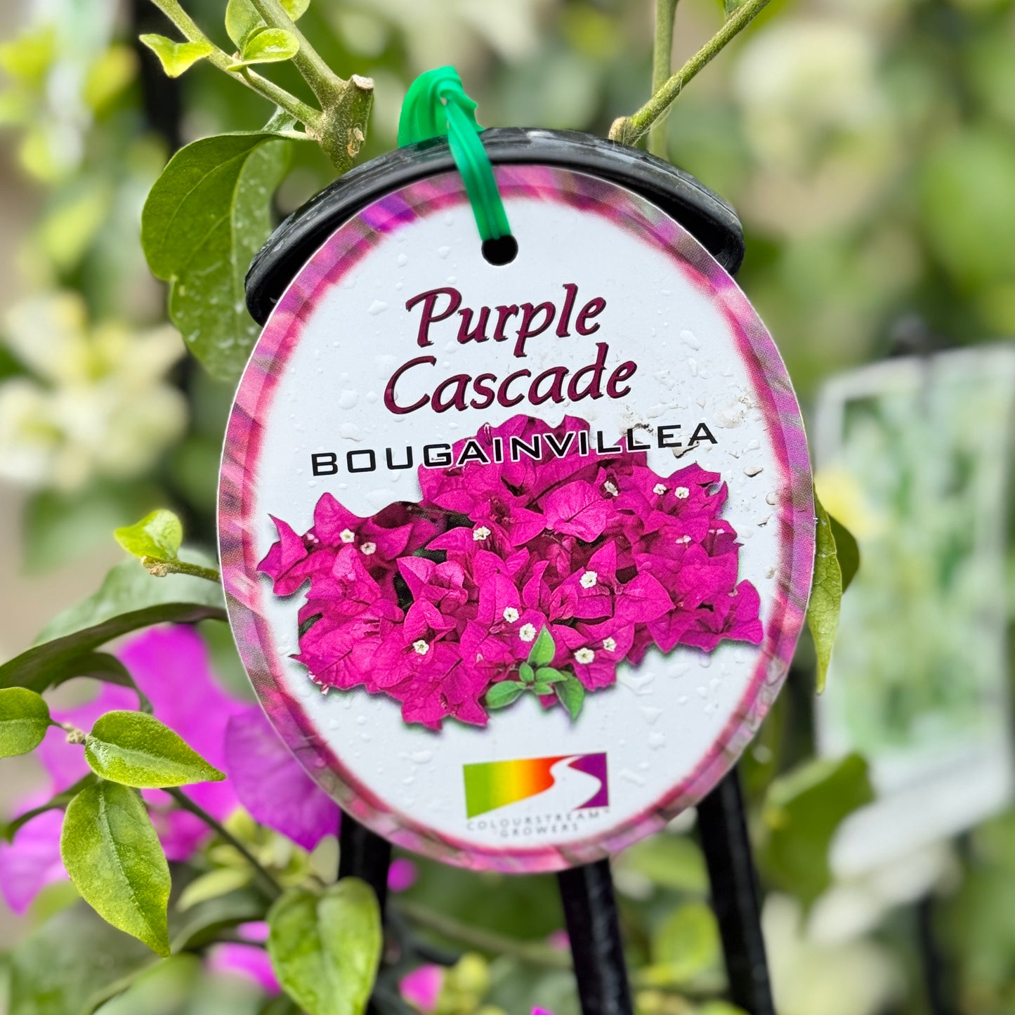 Bougainvillea Purple Cascade - 20cm Pot
