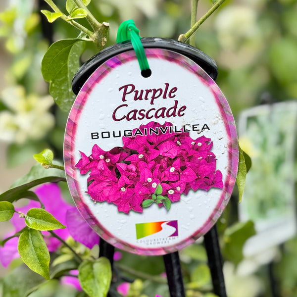 Bougainvillea Purple Cascade - 20cm Pot