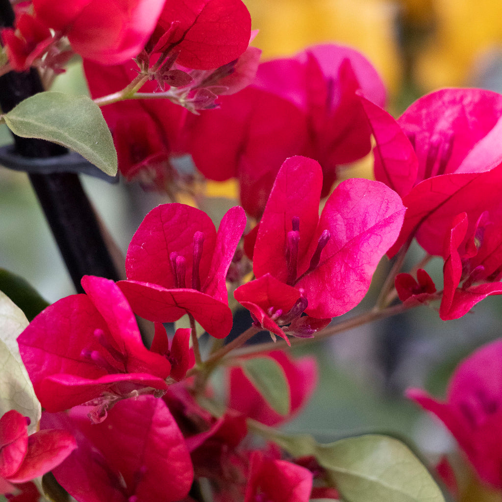 Bougainvillea Lolita - 20cm Pot