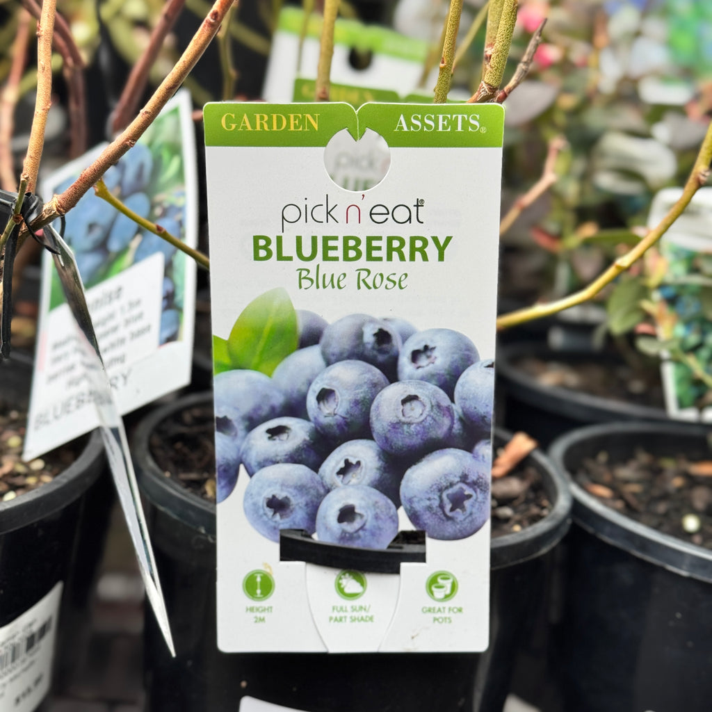 Blueberry Blue Rose - 14cm Pot