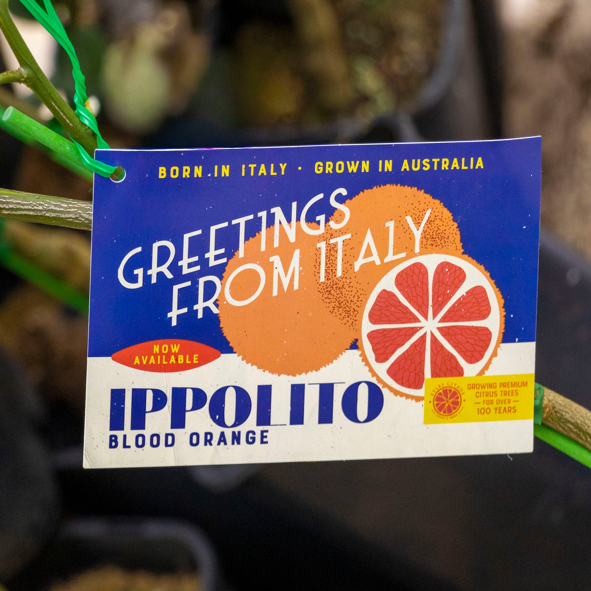 Blood Orange Italian Ippolitto - 16.5cm Pot