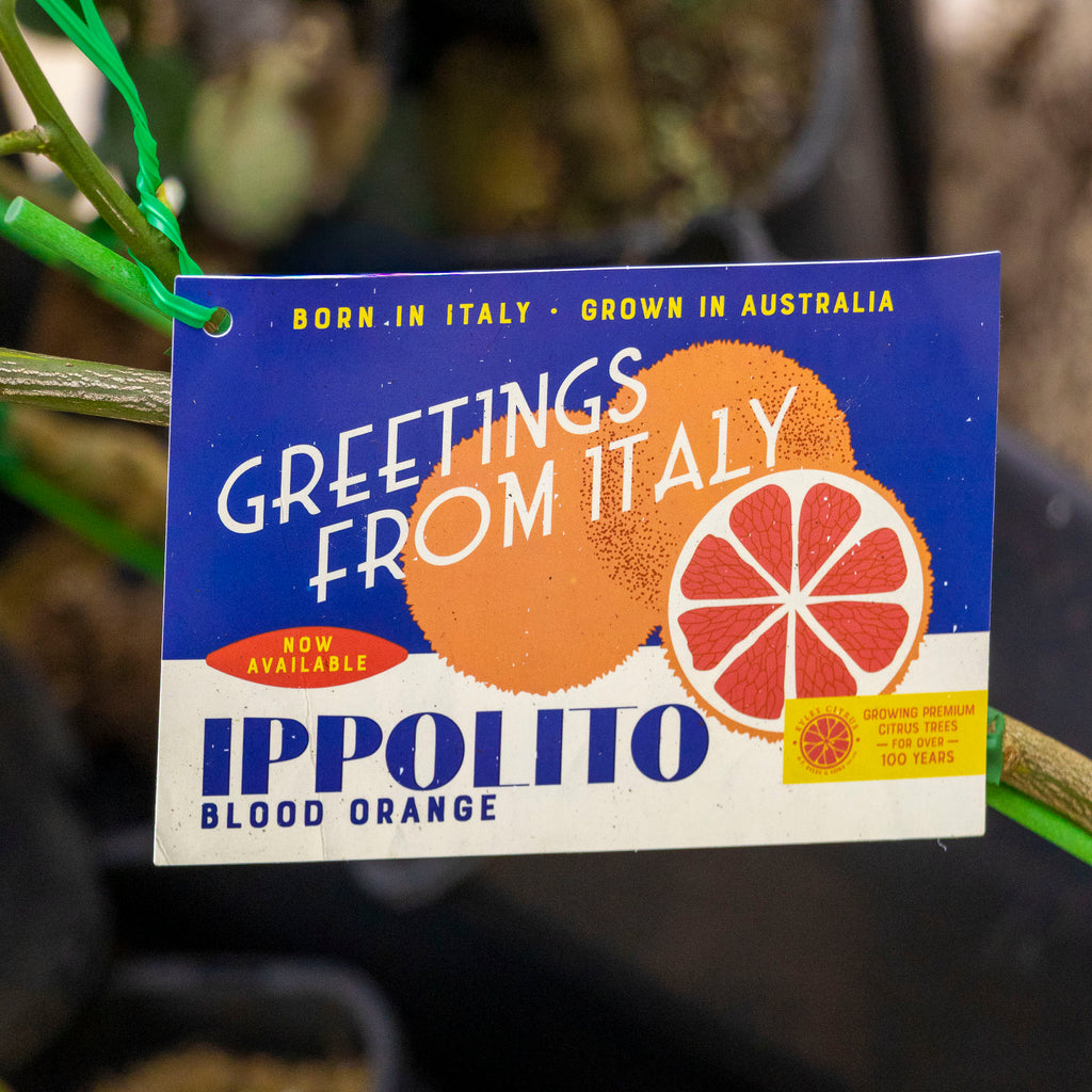 Blood Orange Italian Ippolitto - 16.5cm Pot