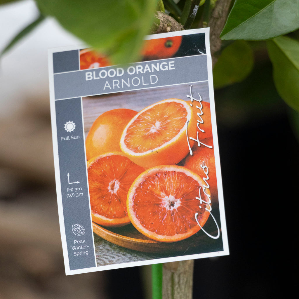 Blood Orange Arnold - 16.5cm Pot