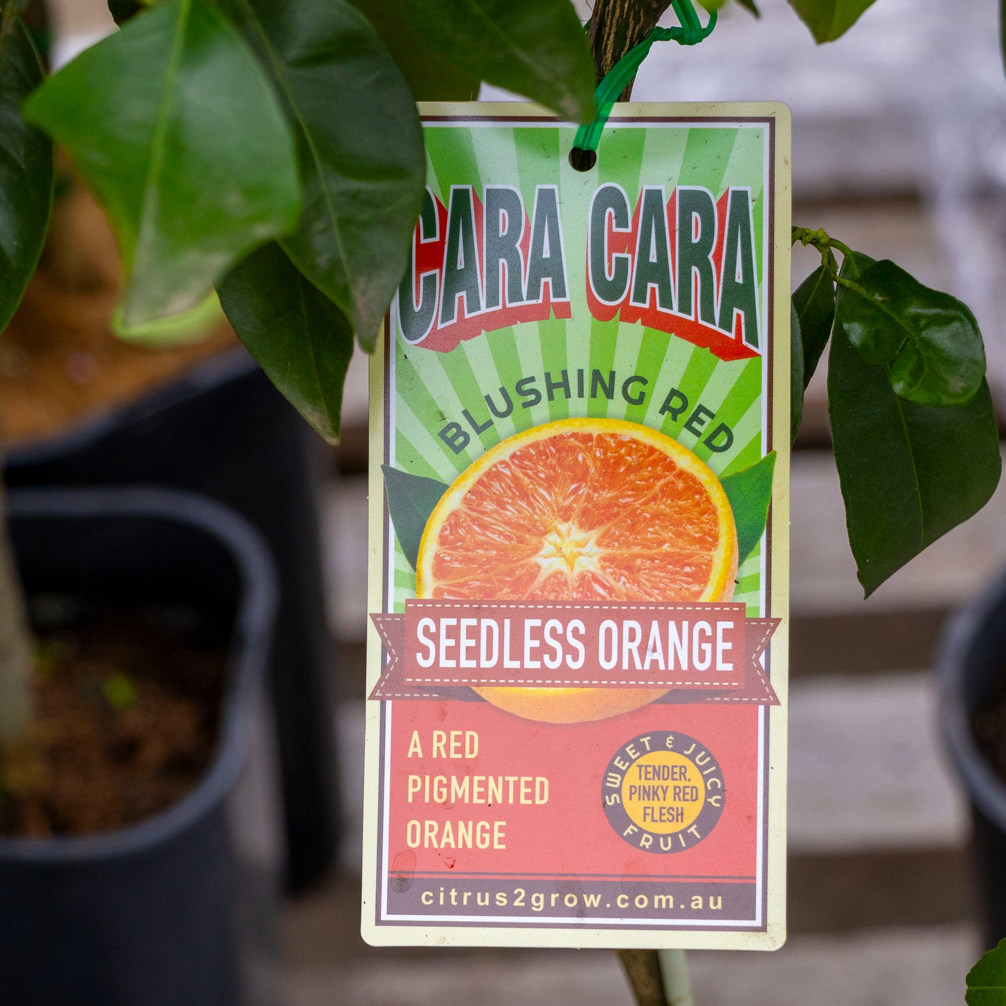 Orange Cara Cara - 16.5cm Pot