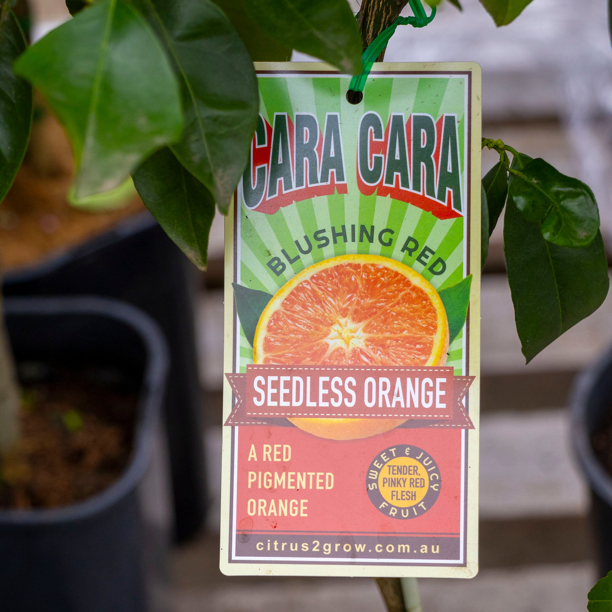 Orange Cara Cara - 16.5cm Pot
