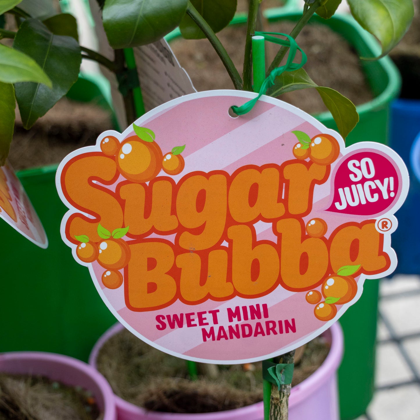 Mandarin Sugar Bubba - 16.5cm Pot