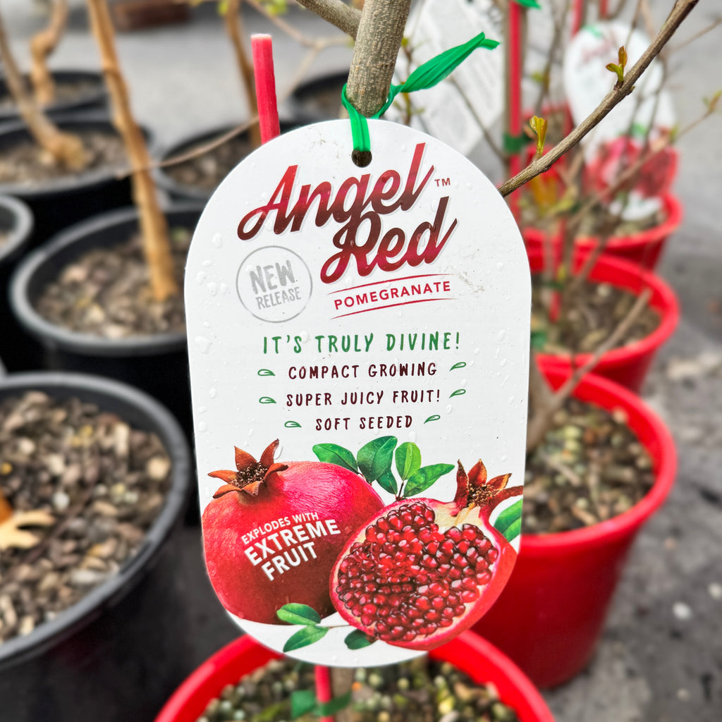 Pomegranate Angel Red - 20cm Pot