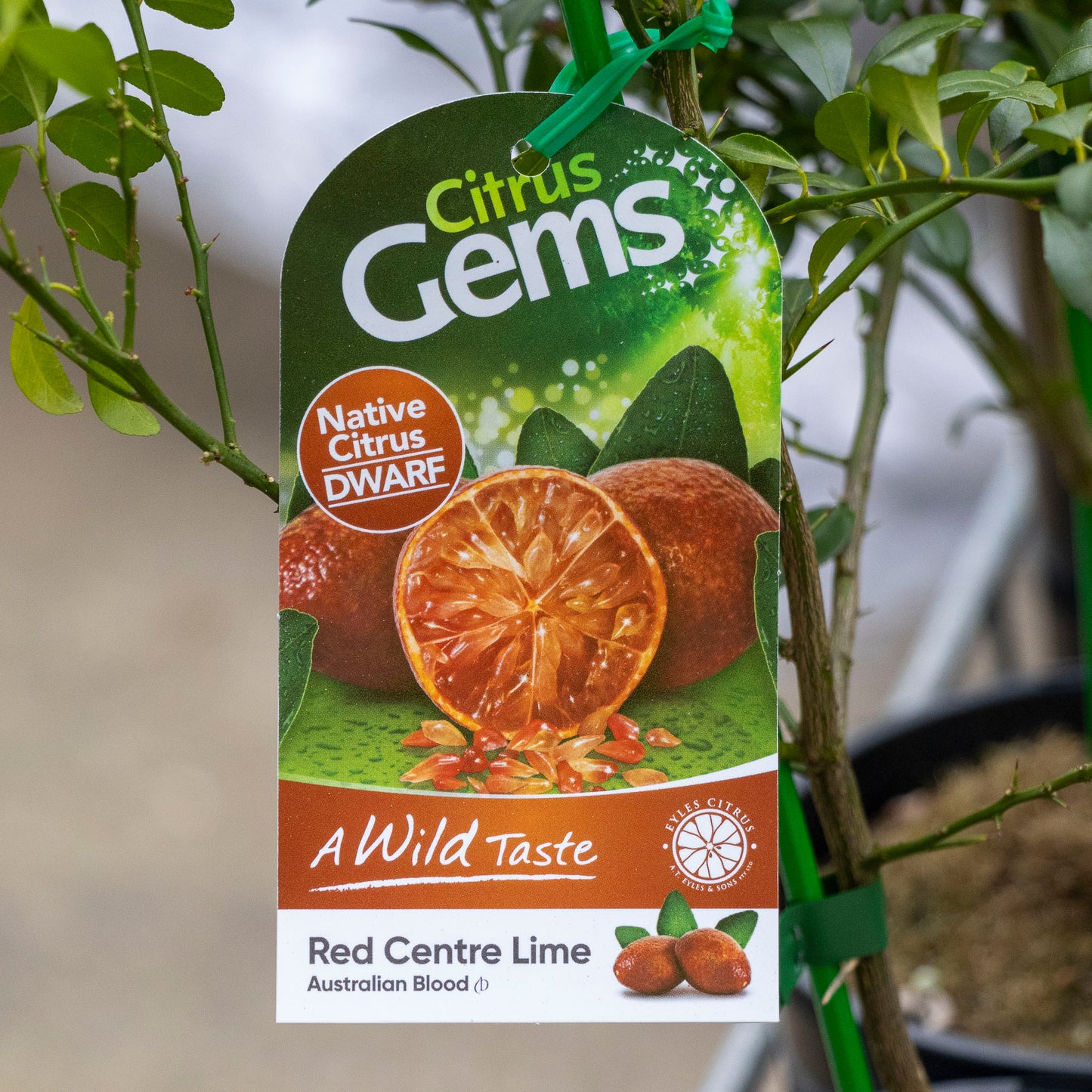Native Lime Dwarf Red Centre - 15cm Pot