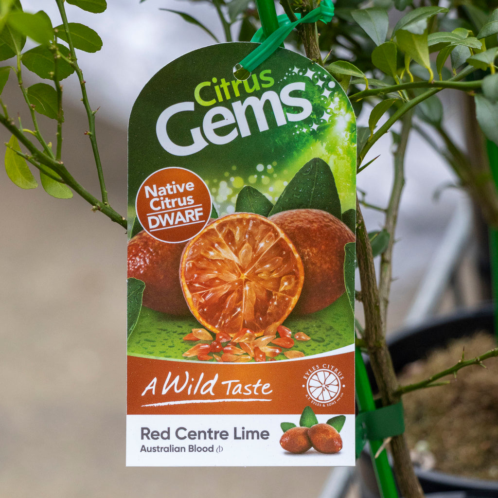 Native Lime Dwarf Red Centre - 15cm Pot