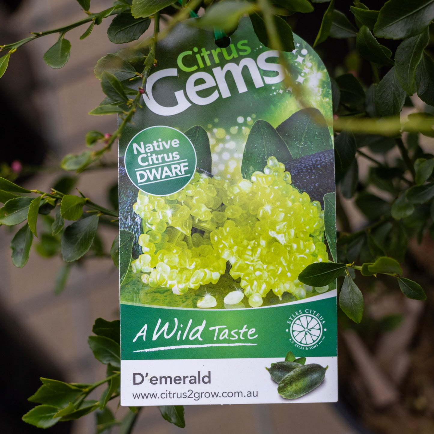 Finger Lime Dwarf D'Emerald - 16.5cm Pot
