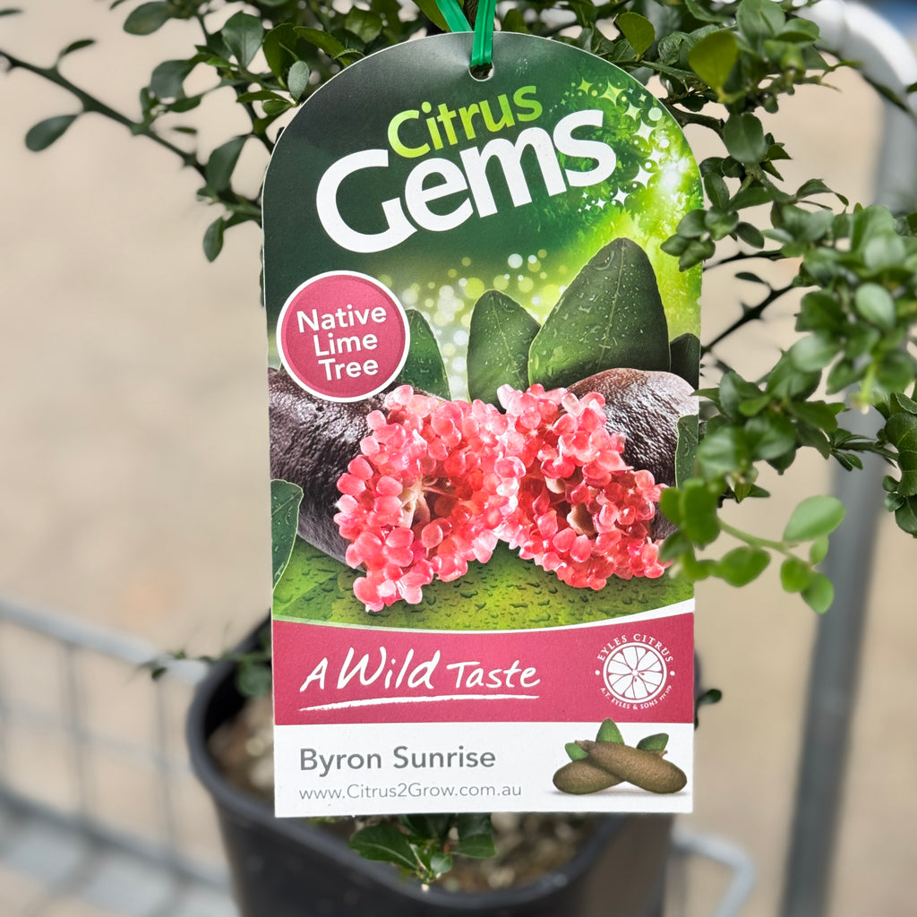 Finger Lime Byron Sunrise - 16.5cm Pot