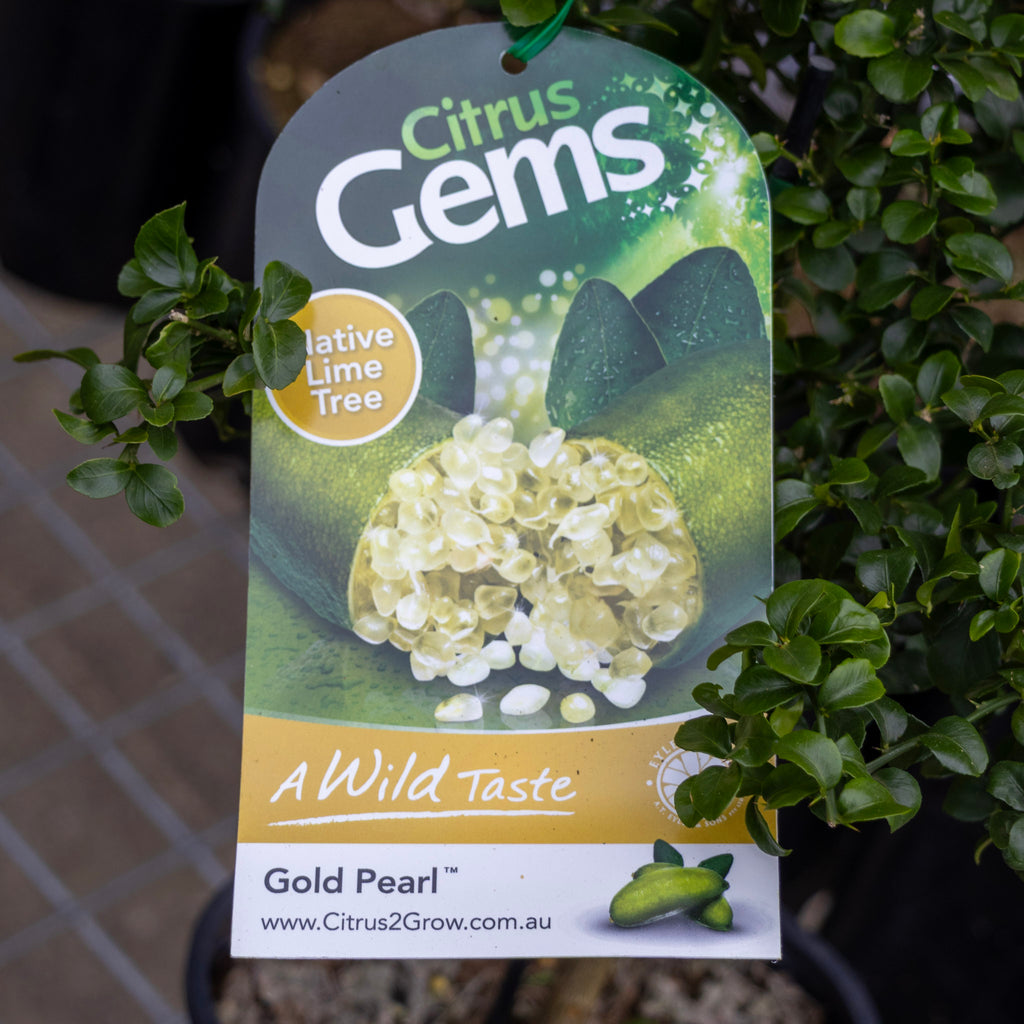 Finger Lime Gold Pearl - 16.5cm Pot