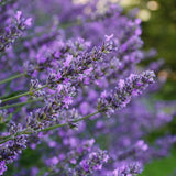 Lavender English - 20cm Pot