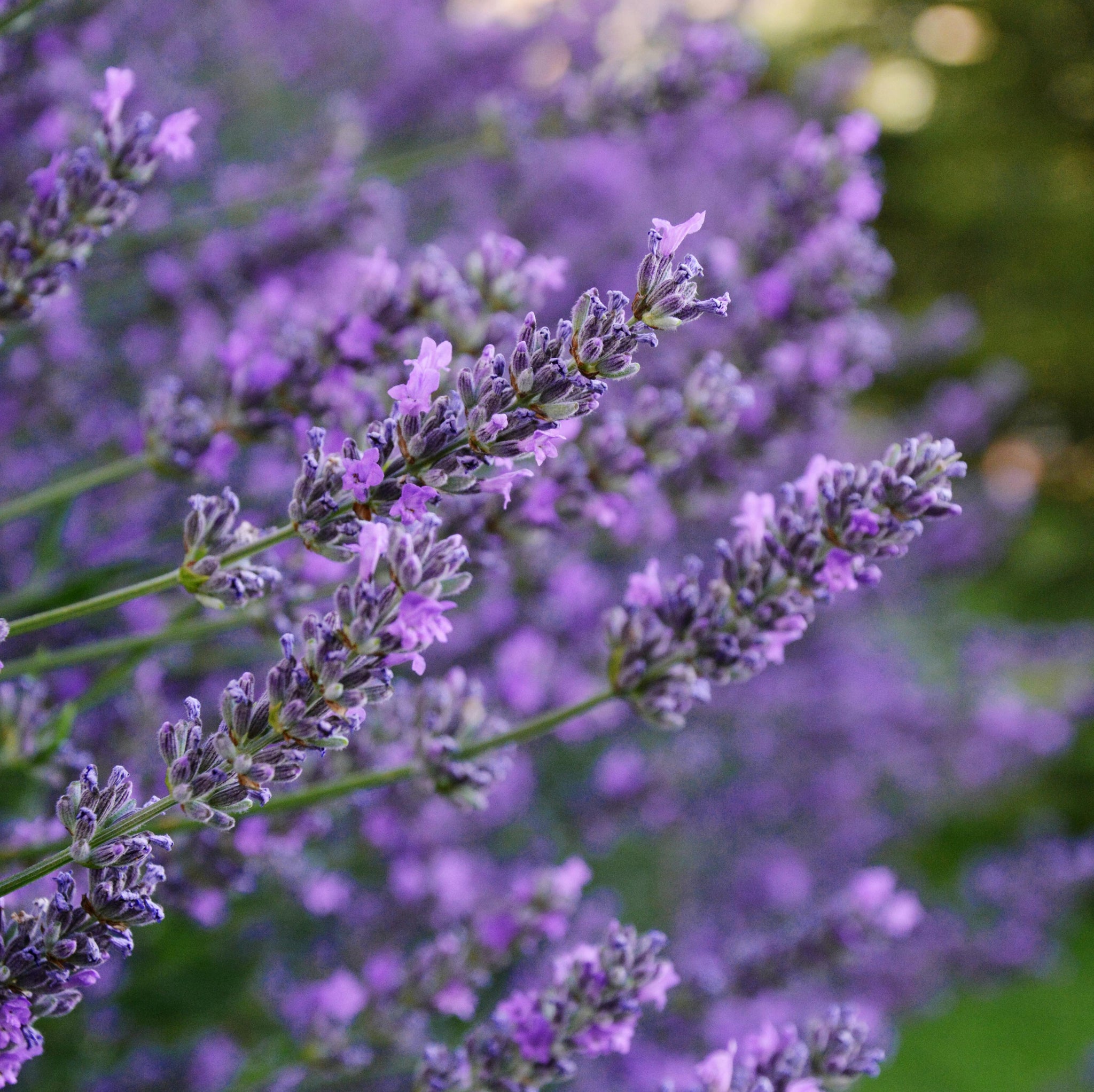 Lavender English - 20cm Pot