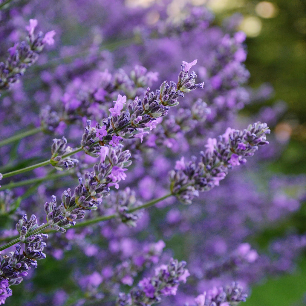Lavender English - 20cm Pot