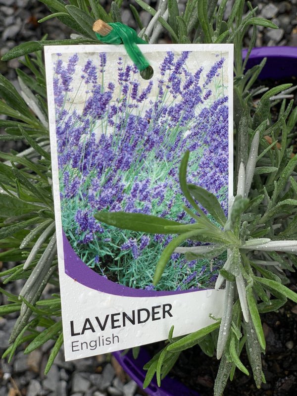Lavender English - 20cm Pot