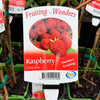 Raspberry Chilcotin - 15cm Pot