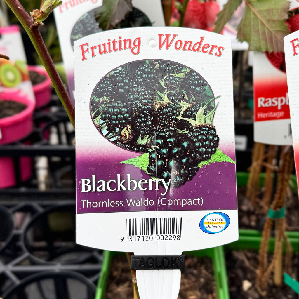 Blackberry Thornless Waldo Compact - 15cm Pot