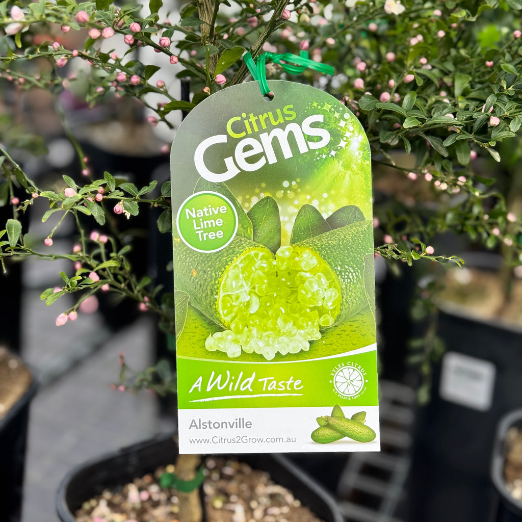 Finger Lime Alstonville - 16.5cm Pot
