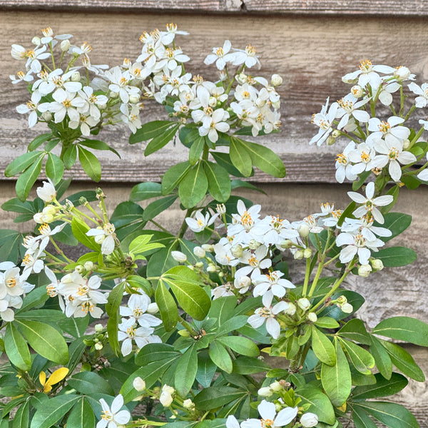 Choisya Ternata - 20cm Pot