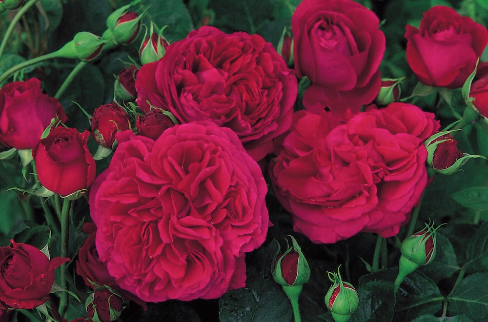 David Austin Bush Rose Falstaff - 20cm Pot