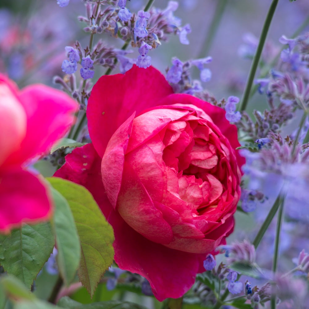 David Austin Bush Rose Benjamin Britten - 20cm Pot