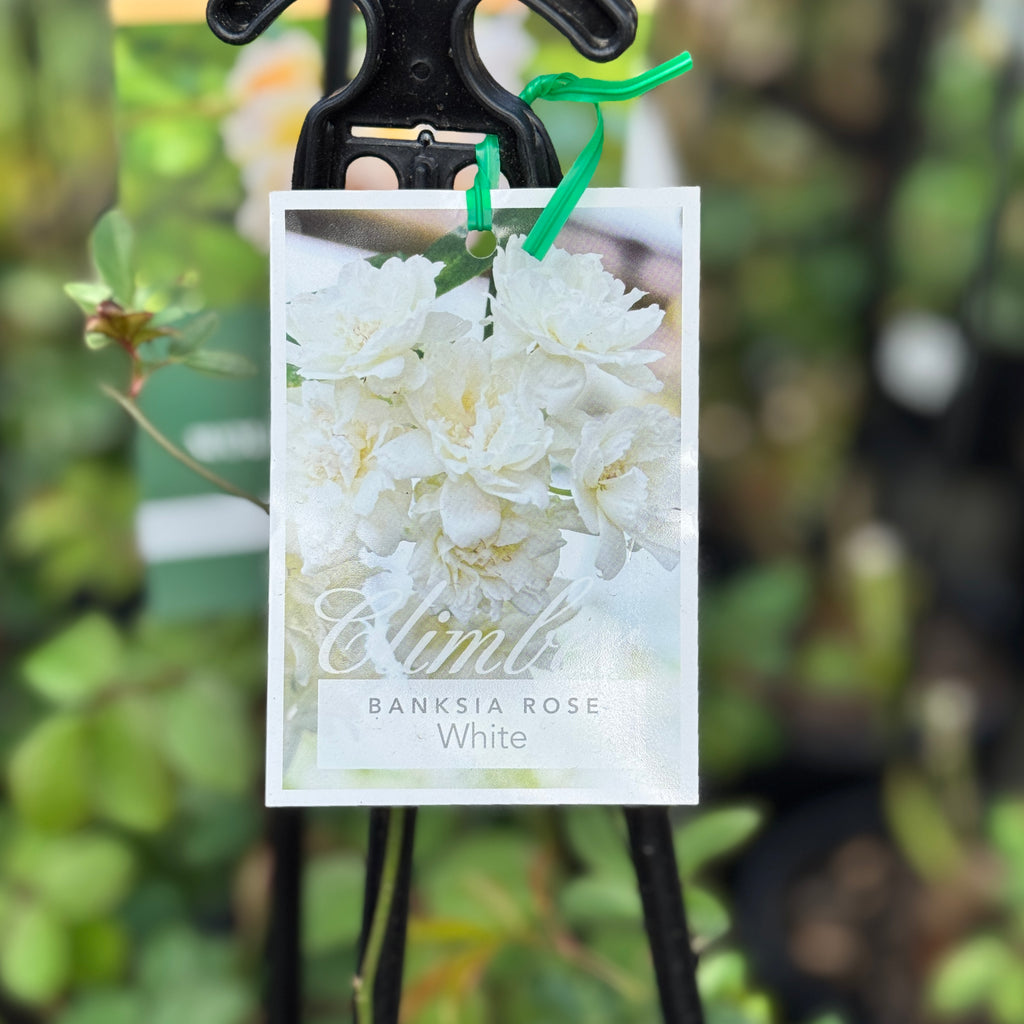 Banksia Rose White - 20cm Pot