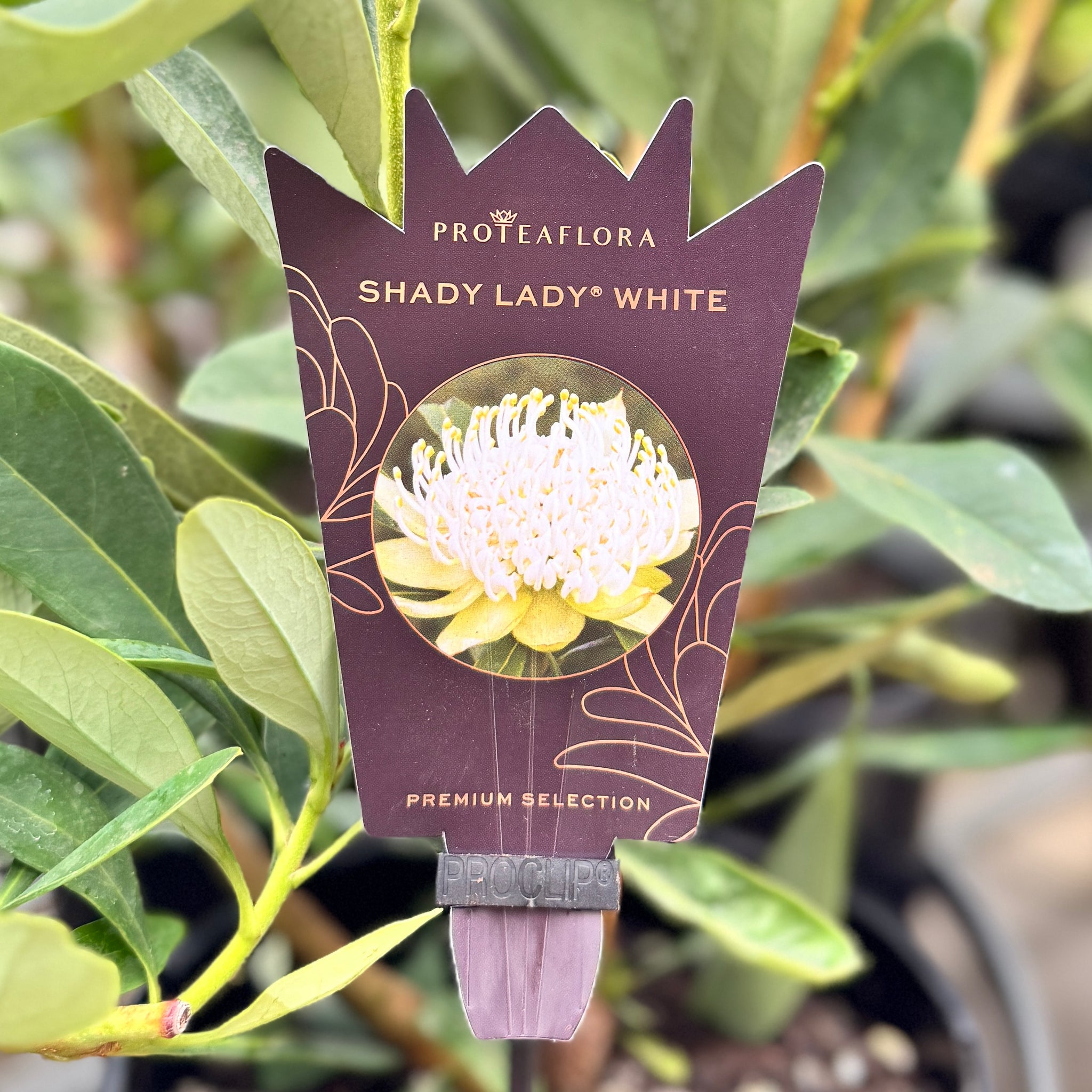 Telopea Shady Lady White - 20cm Pot