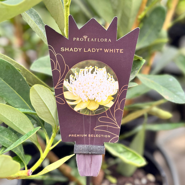 Telopea Shady Lady White - 20cm Pot