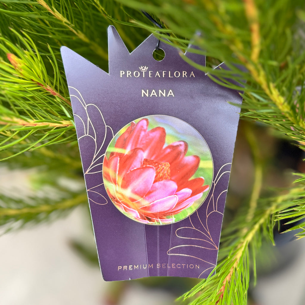 Protea Nana - 25cm Pot