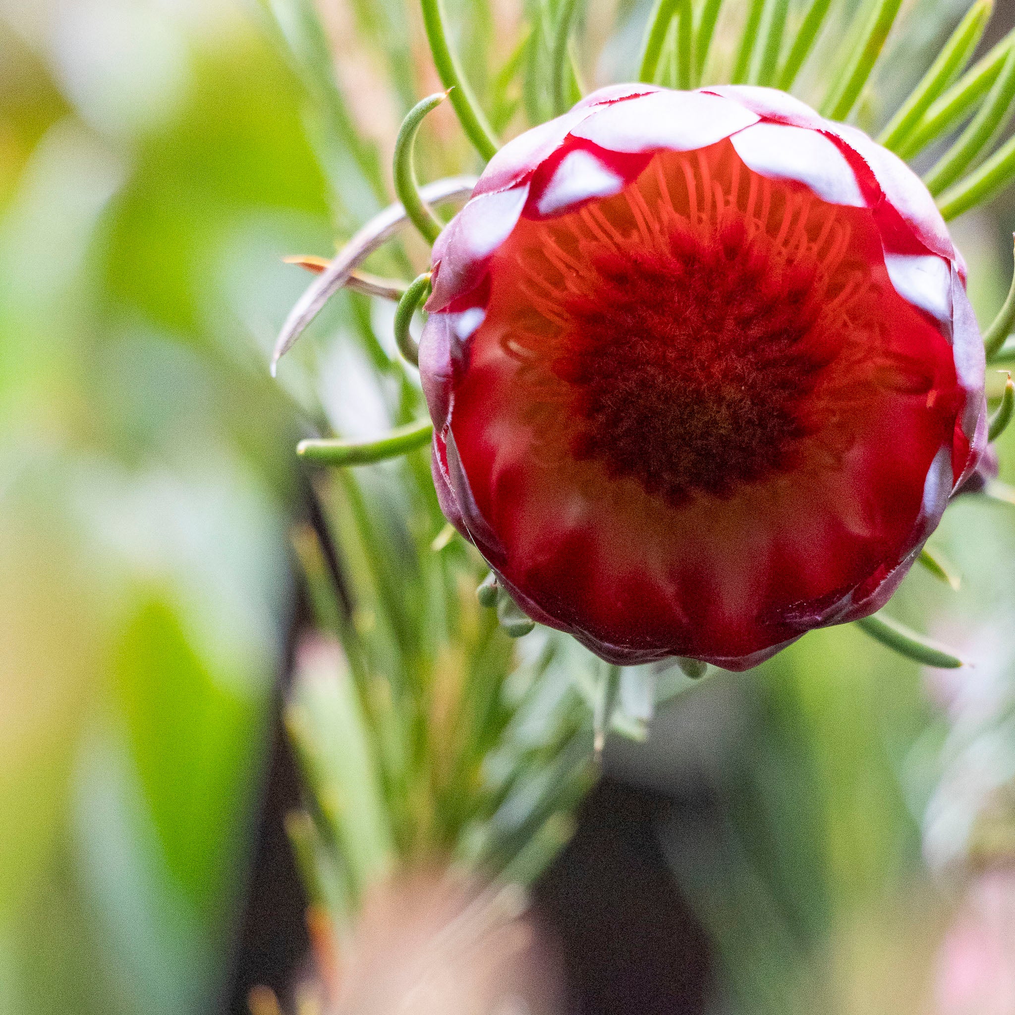 Protea Nana - 25cm Pot