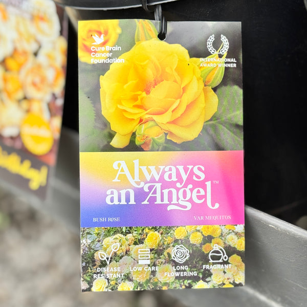 Bush Rose Always An Angel - 20cm Pot