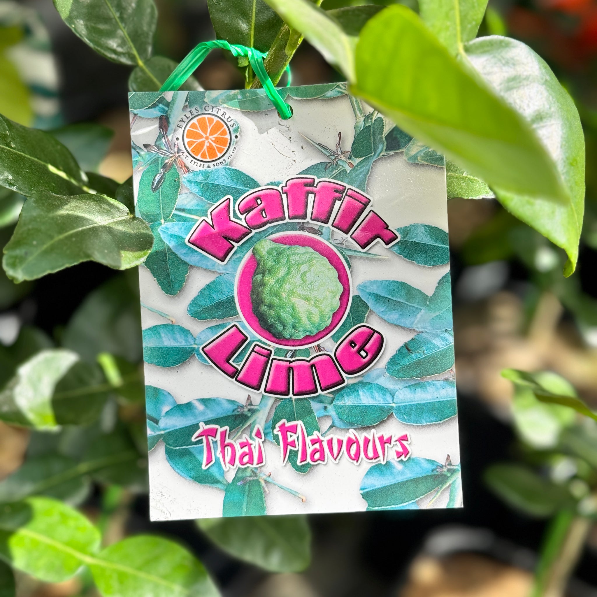 Lime Kaffir - 16.5cm Pot